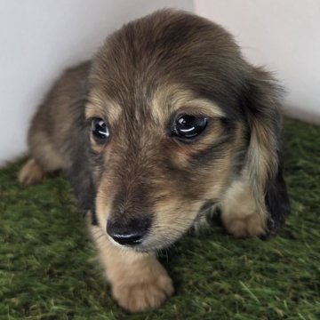 ミニチュアダックスフンド(ロング)【三重県・男の子・2025年7月27日・レッド】の写真「食欲旺盛な男の子です」