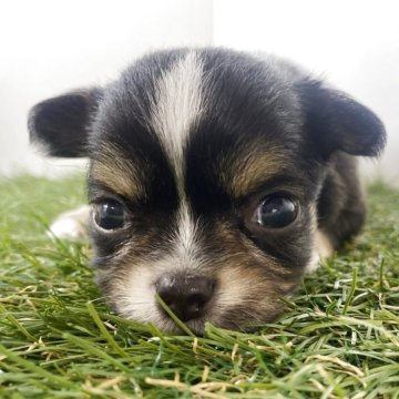 チワワ(ロング)【三重県・男の子・2025年5月6日・ブラックタン&ホワイト】の写真「のんびり屋さんな男の子🐶」