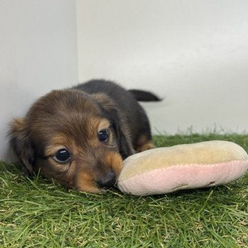 ミニチュアダックスフンド(ロング)【三重県・女の子・2025年9月16日・レッド】の写真「末っ子ちゃん🫶🏻」