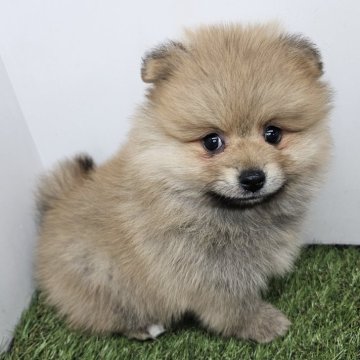 ポメラニアン【三重県・男の子・2025年10月16日・オレンジセーブル】の写真「掲載は12/15までです🐶✨」