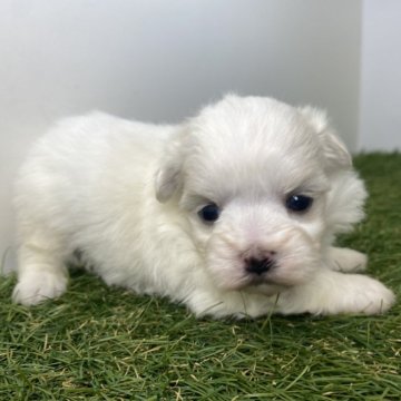 マルチーズ【三重県・女の子・2025年9月21日・ホワイト】の写真「優しくおっとりした性格の仔です🐶」