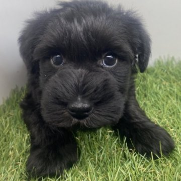 ミニチュアシュナウザー【三重県・男の子・2025年10月25日・ブラック】の写真「やんちゃな末っ子くん🐶」