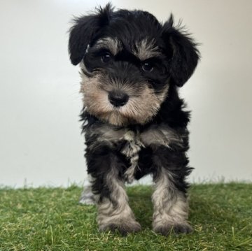 ミニチュアシュナウザー【三重県・女の子・2025年10月10日・ブラック&シルバー】の写真「カラーが綺麗に出ています🫧」