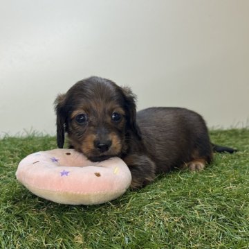 ミニチュアダックスフンド(ロング)【三重県・男の子・2025年9月16日・レッド】の写真「次男くん!🔅」