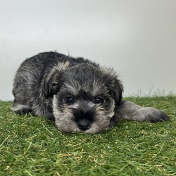 ミニチュアシュナウザー【三重県・女の子・2025年10月10日・ソルト&ペッパー】の写真「3姉妹の末っ子ちゃん！」