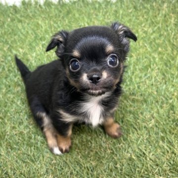 チワワ(ロング)【三重県・男の子・2025年10月31日・ブラック&タン】の写真「大きな眉毛とぱっちりお目目な男の子です✨」