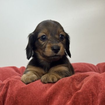 ミニチュアダックスフンド(ロング)【三重県・女の子・2025年9月16日・レッド】の写真「末っ子ちゃん🫶🏻」