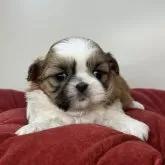 シーズー【三重県・女の子・2025年11月10日・ゴールド&ホワイト】の写真1「現在の体重は855gです🐾」