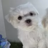 マルチーズ