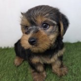 ヨークシャーテリア