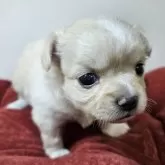 チワワ(ロング)