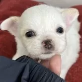 チワワ(ロング)