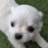 チワワ(ロング)