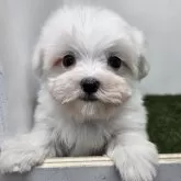 マルチーズ