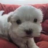 マルチーズ