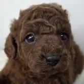 トイプードル(トイ)【三重県・女の子・2025年11月11日・レッド】の写真1