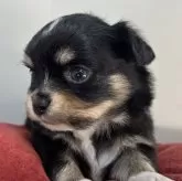 チワワ(ロング)