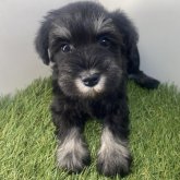 ミニチュアシュナウザー