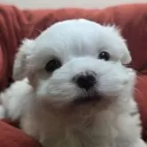 マルチーズ