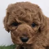 トイプードル(トイ)