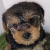 ヨークシャーテリア