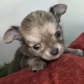 チワワ(ロング)