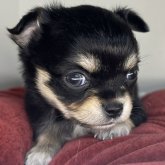 チワワ(ロング)