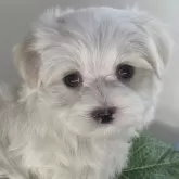 マルチーズ