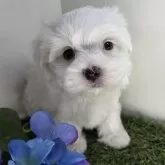 マルチーズ