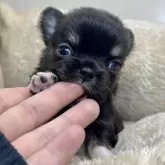 チワワ(ロング)