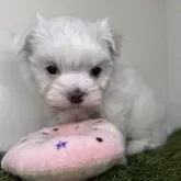 マルチーズ