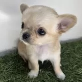 チワワ(ロング)