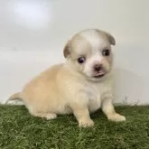 チワワ(ロング)