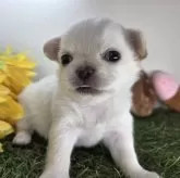 チワワ(ロング)