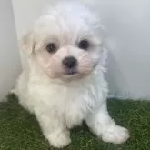 マルチーズ【三重県・男の子・2025年9月21日・ホワイト】の写真1