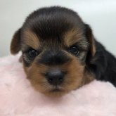 ヨークシャーテリア