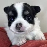 チワワ(ロング)