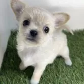 チワワ(ロング)