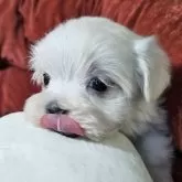 マルチーズ