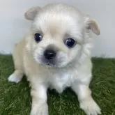 チワワ(ロング)【三重県・女の子・2025年10月14日・クリーム】の写真1「体重820g（撮影時）」