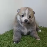 ポメラニアン【三重県・女の子・2025年10月1日・オレンジセーブル】の写真1「【生後30日頃】10/30現在の体重は975gです🐶」