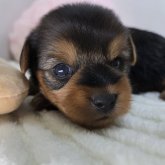 ヨークシャーテリア