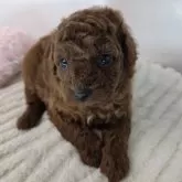 トイプードル(トイ)【三重県・女の子・2025年11月11日・レッド】の写真3