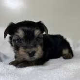 ヨークシャーテリア【三重県・女の子・2024年10月16日・スチールブルー&タン】の写真2