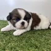 シーズー【三重県・男の子・2025年10月16日・ゴールド&ホワイト】の写真5