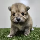 ポメラニアン【三重県・女の子・2025年10月1日・オレンジセーブル】の写真9「【生後30日頃】10/30現在の体重は845gです🐶」