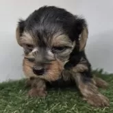 ヨークシャーテリア【三重県・男の子・2025年9月30日・スチールブルー&タン】の写真9