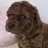 トイプードル(トイ)【三重県・男の子・2025年11月11日・レッド】の写真2