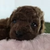 トイプードル(トイ)【三重県・女の子・2025年11月11日・レッド】の写真2