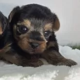 ヨークシャーテリア【三重県・男の子・2025年9月30日・スチールブルー&タン】の写真11